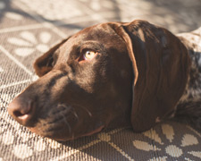 Seniors and Pets: The Advantages of Pet Ownership