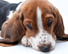 Six Signs Your Pet Is Sick