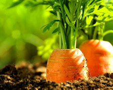 Easy Organic Garden Tips