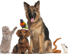 Do You Need A Pet? How to Pick a Pet That\'s Best For You