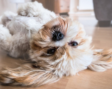 The “Paw-sitives” of Pet Ownership: Which Pets to Consider & Why