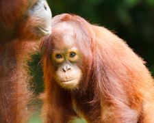 Palm oil and how it threatens orangutans - say no to unsustainable palm oil!